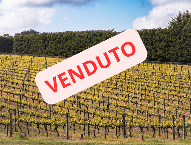 terreno-vitivinicolo-vendesi-terraexpert