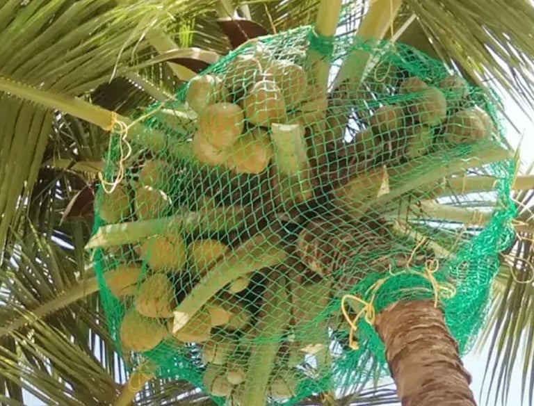 coconut tree safety nets by anikeshav safety nets