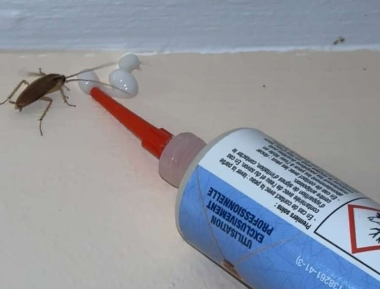 Un cafard se nourrissant d'un appât en gel blanc appliqué à partir d'un tube applicateur 