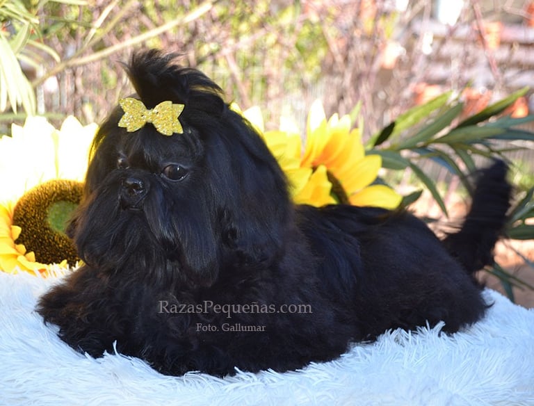 shih tzu negro
