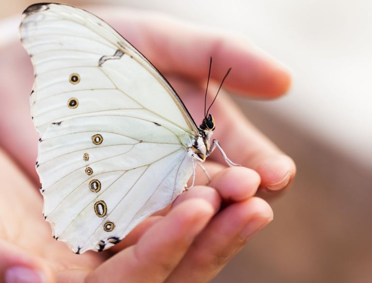 Immagine dal web. Farfalla sulle mani