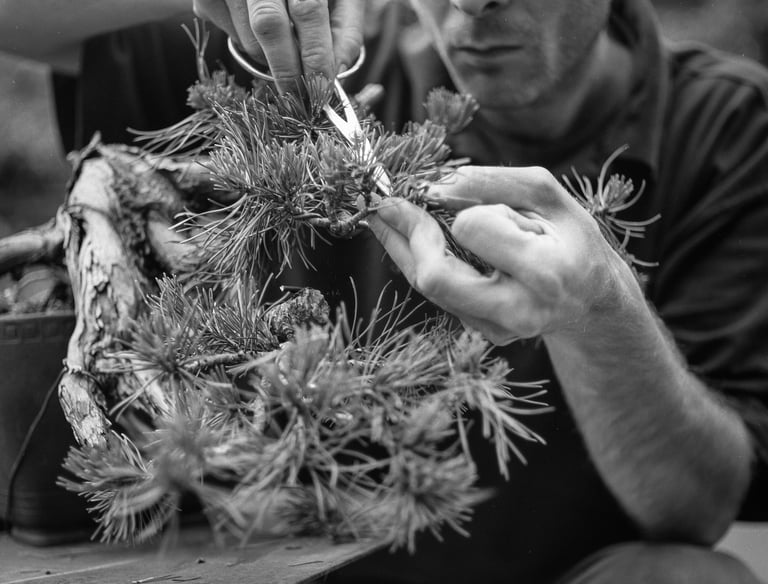 Bonsai maintenance