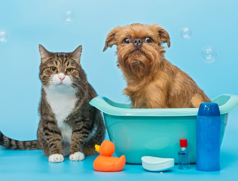 A cat and a dog after grooming