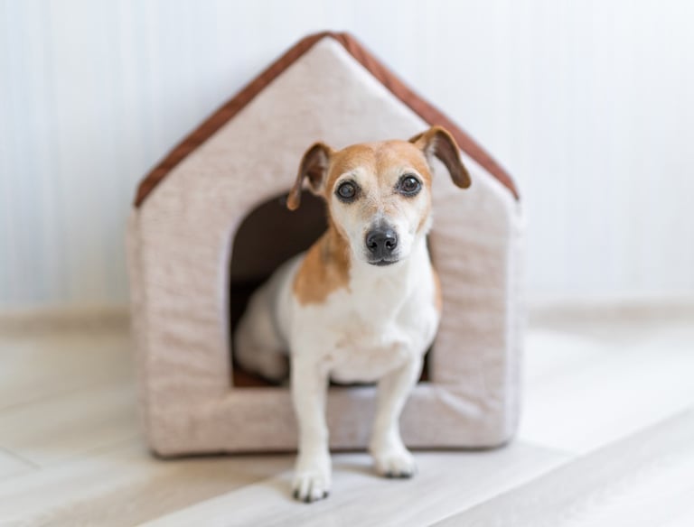 A dog in front of a dog house