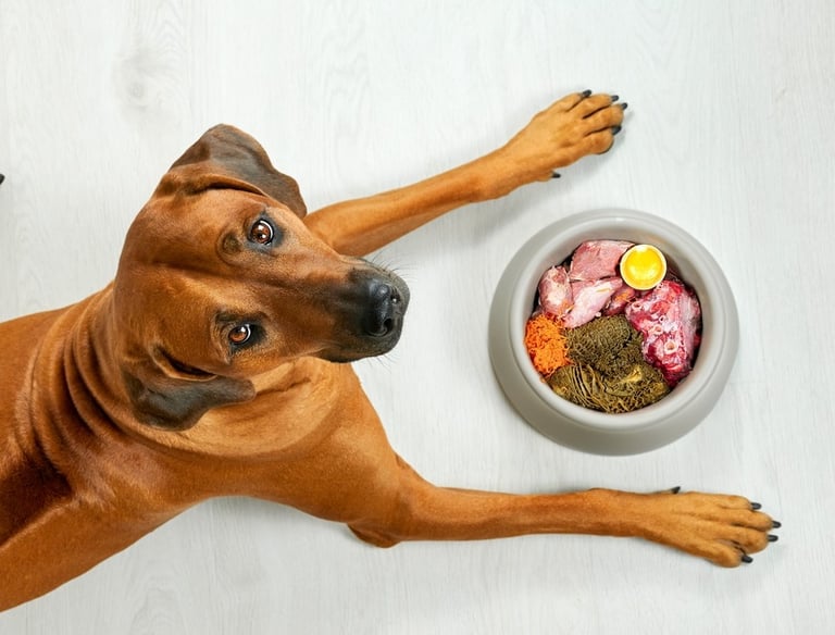 A dog in front of a bowl