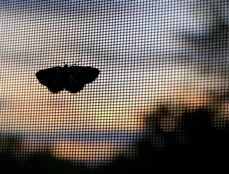 Moth on a window screen