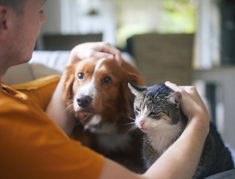 Reliable pet sitting and dog walking and cat sitting in Bothell, Lynnwood, Everett, and Mukilteo
