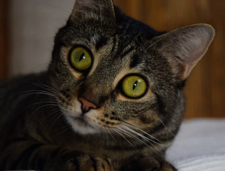 Cat - Being Over Doing