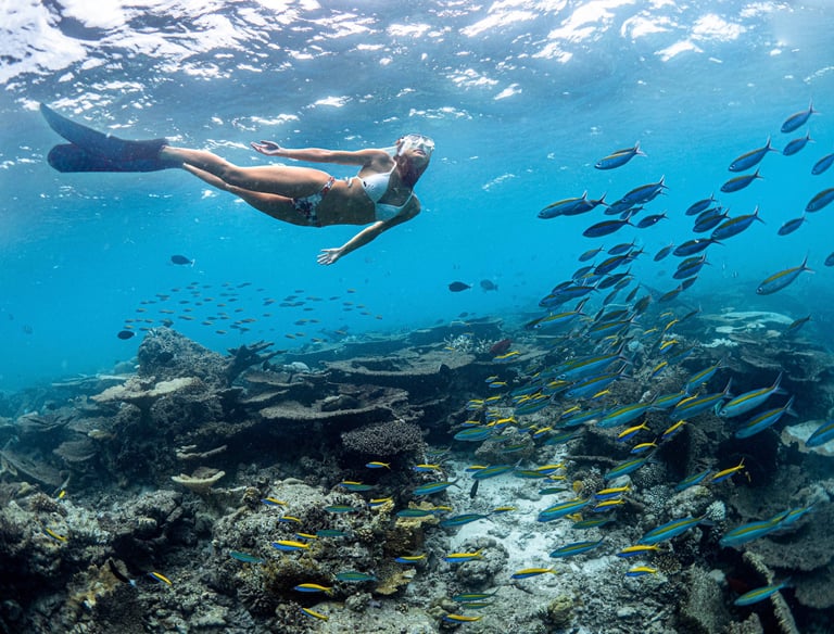 Freediving in Coral Garden of South Male Atoll in Maldives. Daily Excursion in Maldives. Corals.