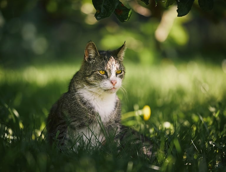 a cat sitting in the grass near a tree