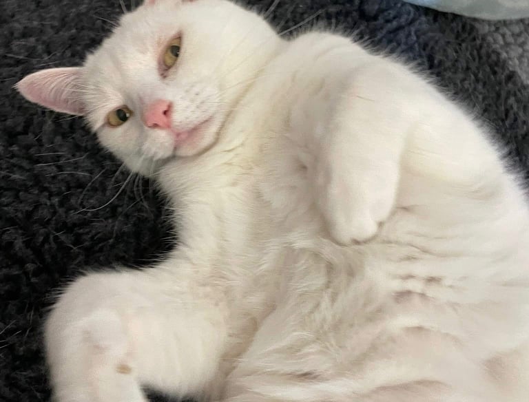 a white cat laying in a comfy bed