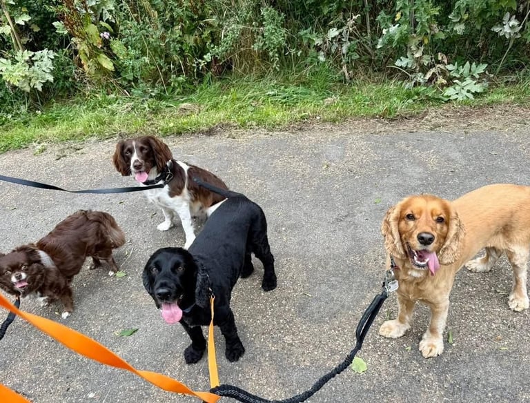 a group of dogs on leads on a dog walk