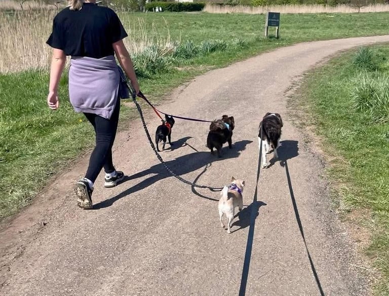 Dog walking with multiple dogs on lead in the countryside