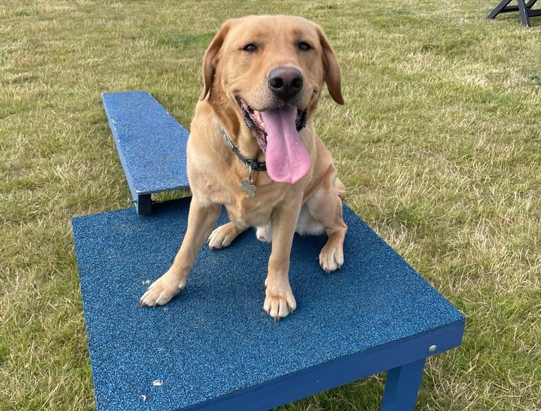 Labrador dog on agility equipment during a dog walk