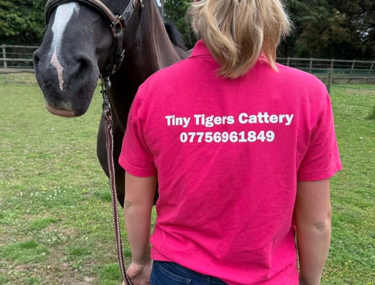Tiny Tigers Cattery with a horse