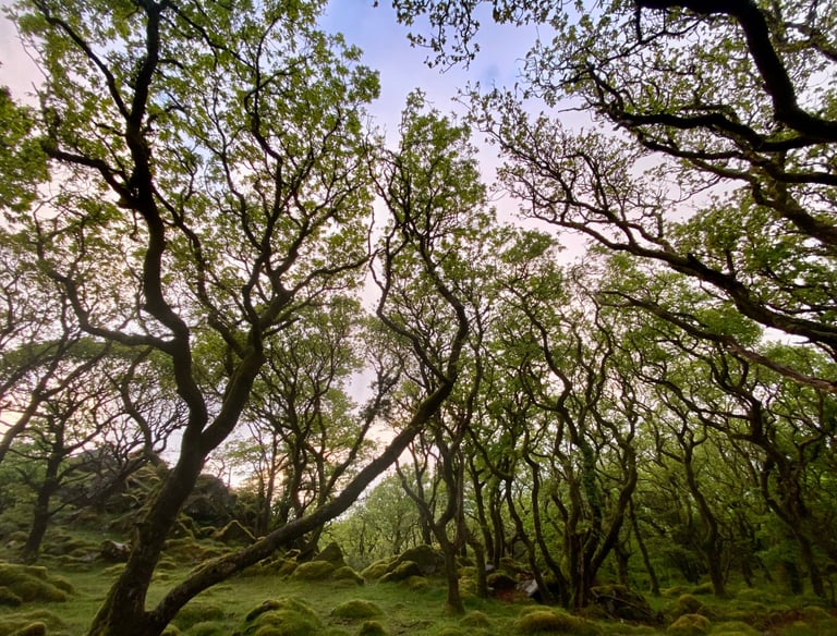 Large green trees within a wood