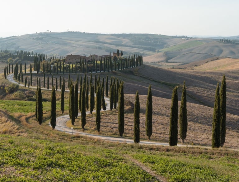 the countryside of italy - Tuscany - Italy - Crete Senesi - Trees
