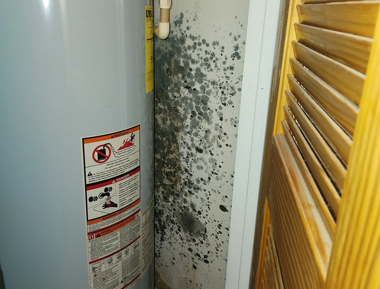 Mold discovered growing on wall