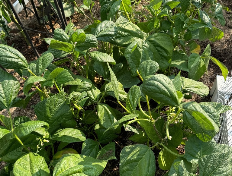 Growing green beans in ideally located raised garden bed.