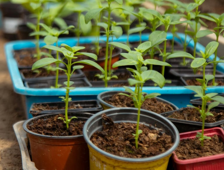 Seedlings ready for the garden.