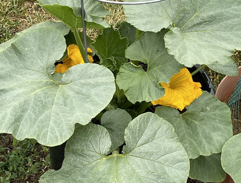 Beautiful kabocha squash plant.