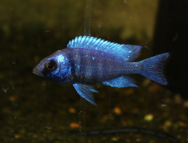 african cichlid, tropical fish, rift lake ciclid 