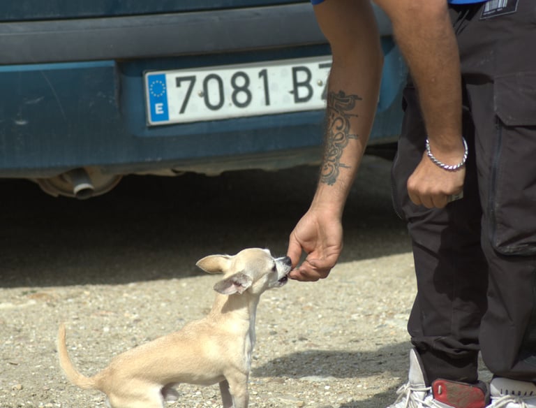 a man is giving a dog a treat