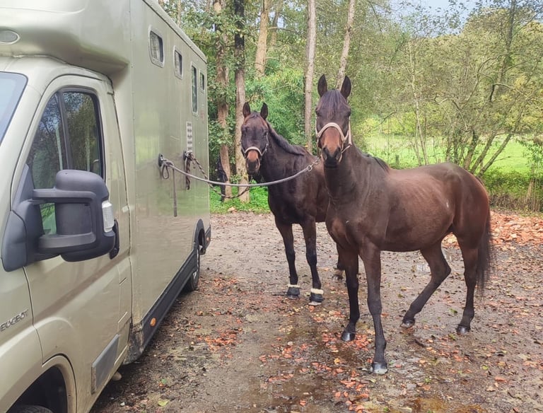 Deux chevaux attaché à un camion chevaux
