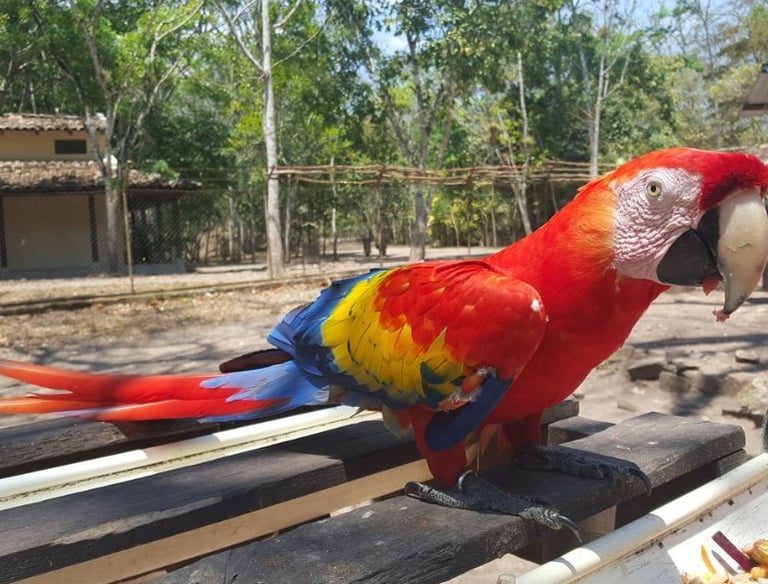 a parrot sitting on a wooden table with food costa rica