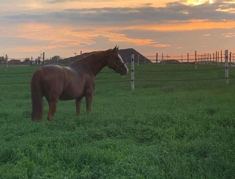 horse daily turn out