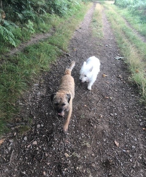 Dog Walker in Malvern