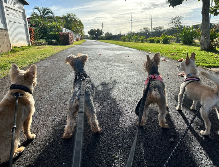 a group of dogs on leashes walking down a road