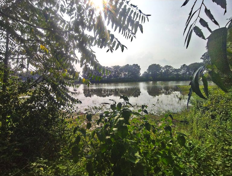 pond