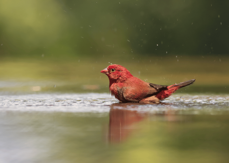 Senegalamarant met een prachtig dieprood verenkleed dat weerspiegelt in het gladde wateroppervlak.