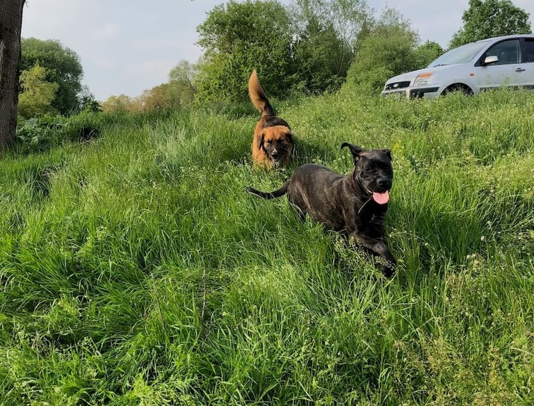 Deux chiens qui jouent ensemble dans la nature, ils sont en balade éducative