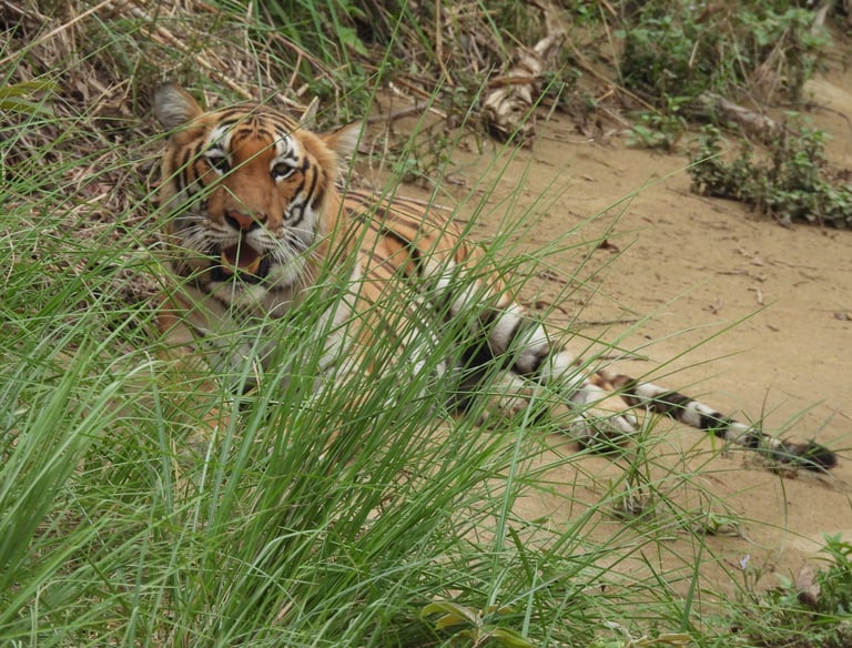tigre au repos dans le Parc National de Bardiya