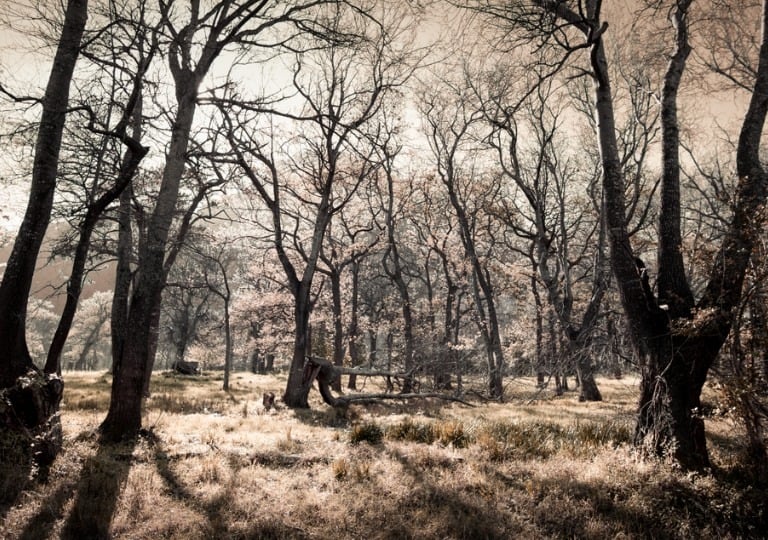 Fine art photography courses teach landscape composition in a serene, artistic woodland scene.