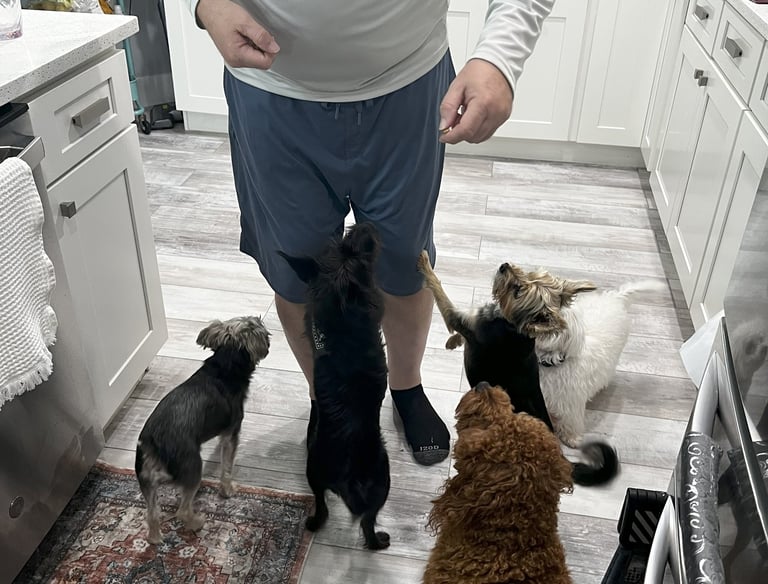 a man standing in a kitchen with 5 dogs waiting for treats