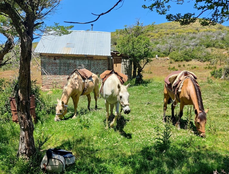 Several horses grazing in a field next to a rustic cabin.
