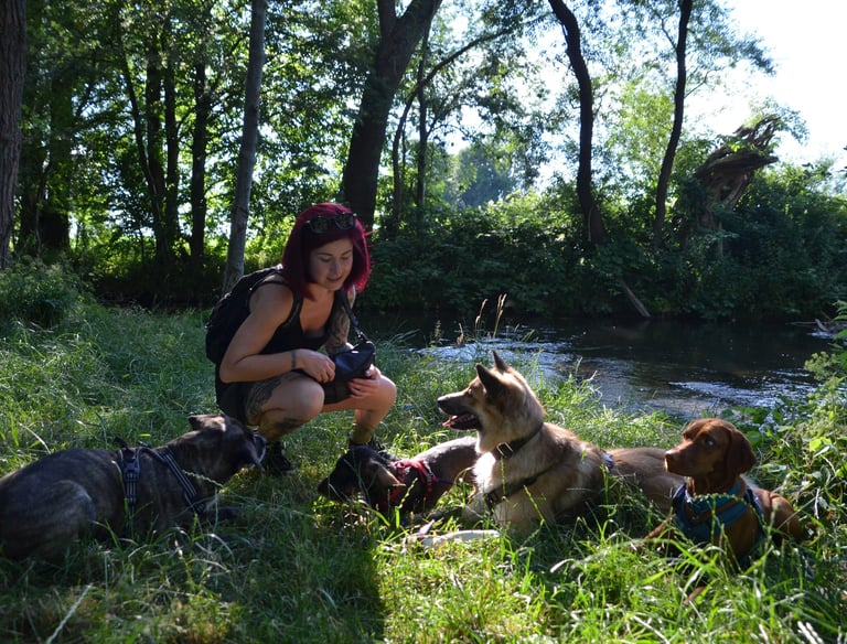 Einzeltraining Hunde Dogz Erding