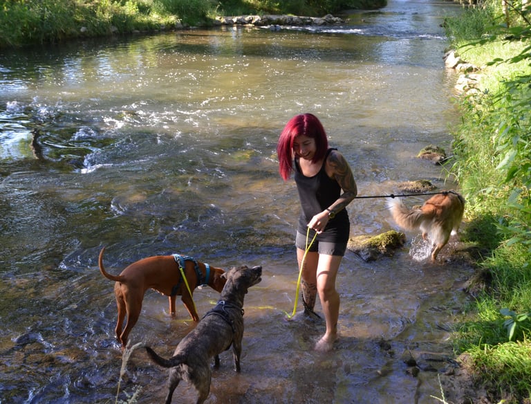 Dogz' Erding ausgeglichene Hunde