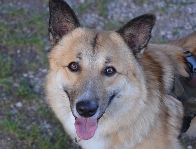 Dogz' Erding glückliche Hunde