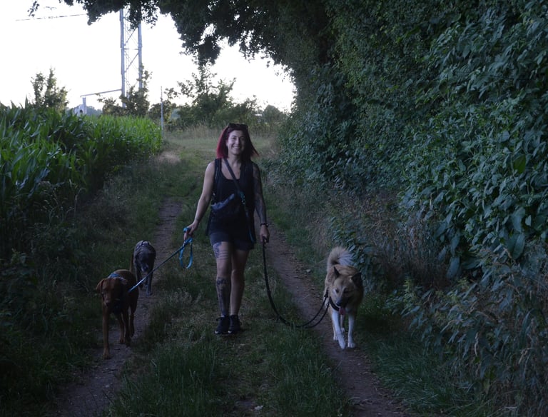 Dogz' Erding Sonnenuntergang Gassi Service