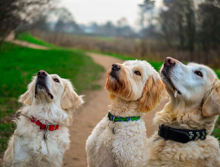 Hunde Gruppenstunde Dogz Erding