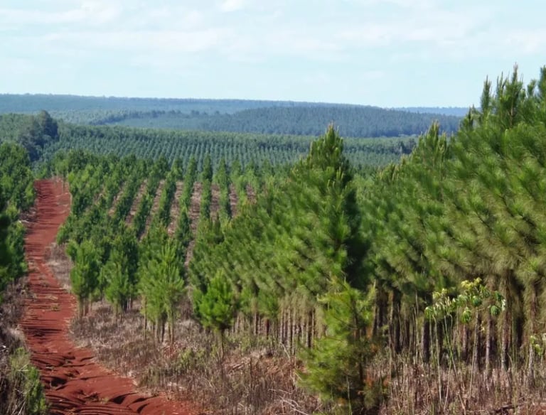 A vast pine tree plantation with rows of young trees and a red dirt path winding through the sustainable forest.