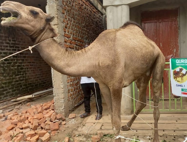 Qurban Kamel 