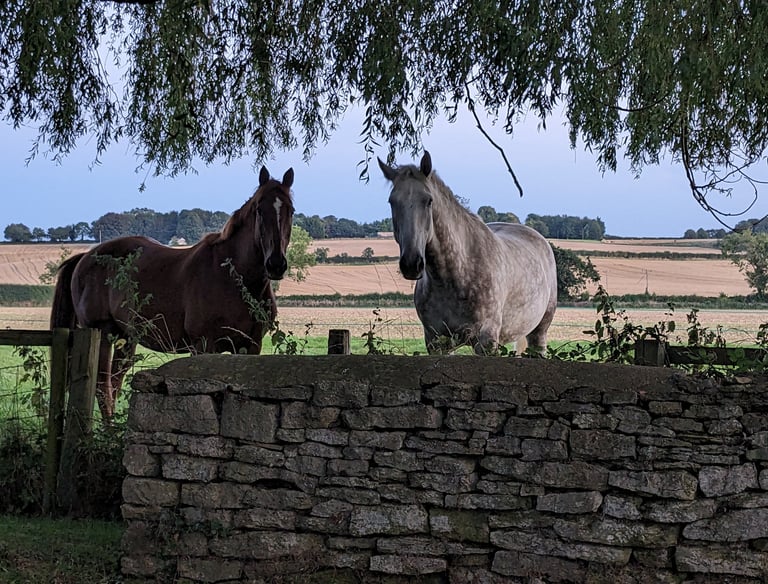 Horses on retirement livery near Bicester.
