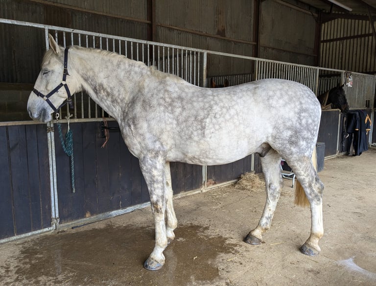 Horse on full livery in Oxfordshire.