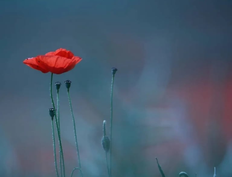 Photo Caroline Domanine 