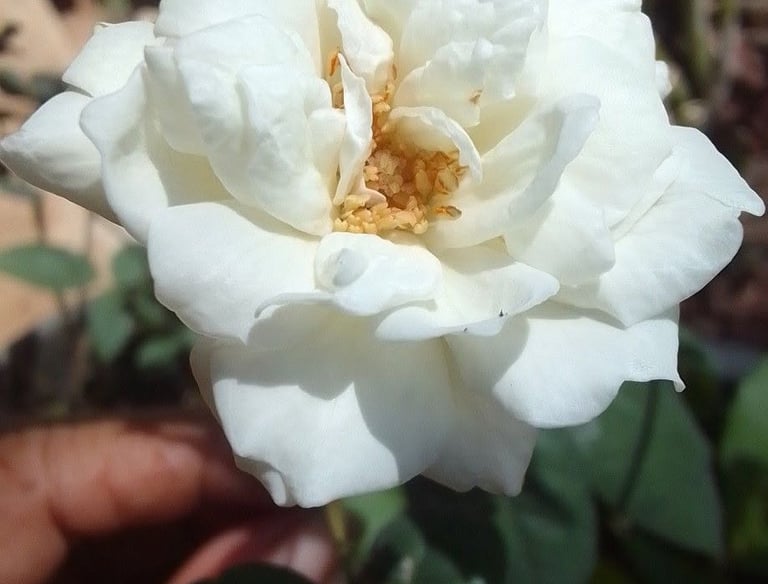 Close-up of a blooming white rose flower with delicate petals in a sunny garden.